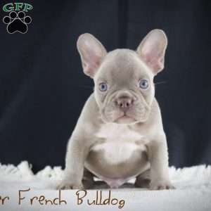 Cooper, French Bulldog Puppy